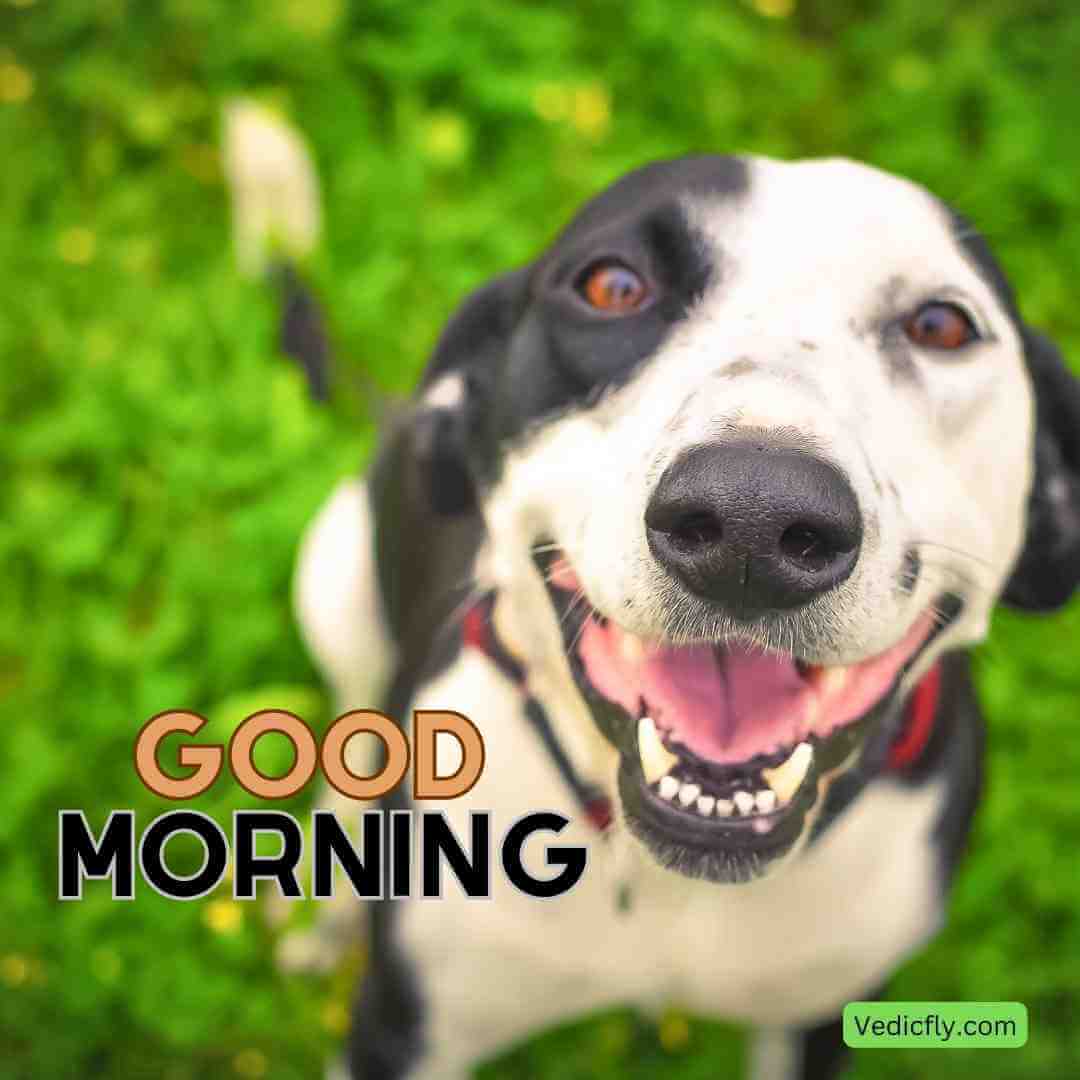 dog ,good morning blessings images 