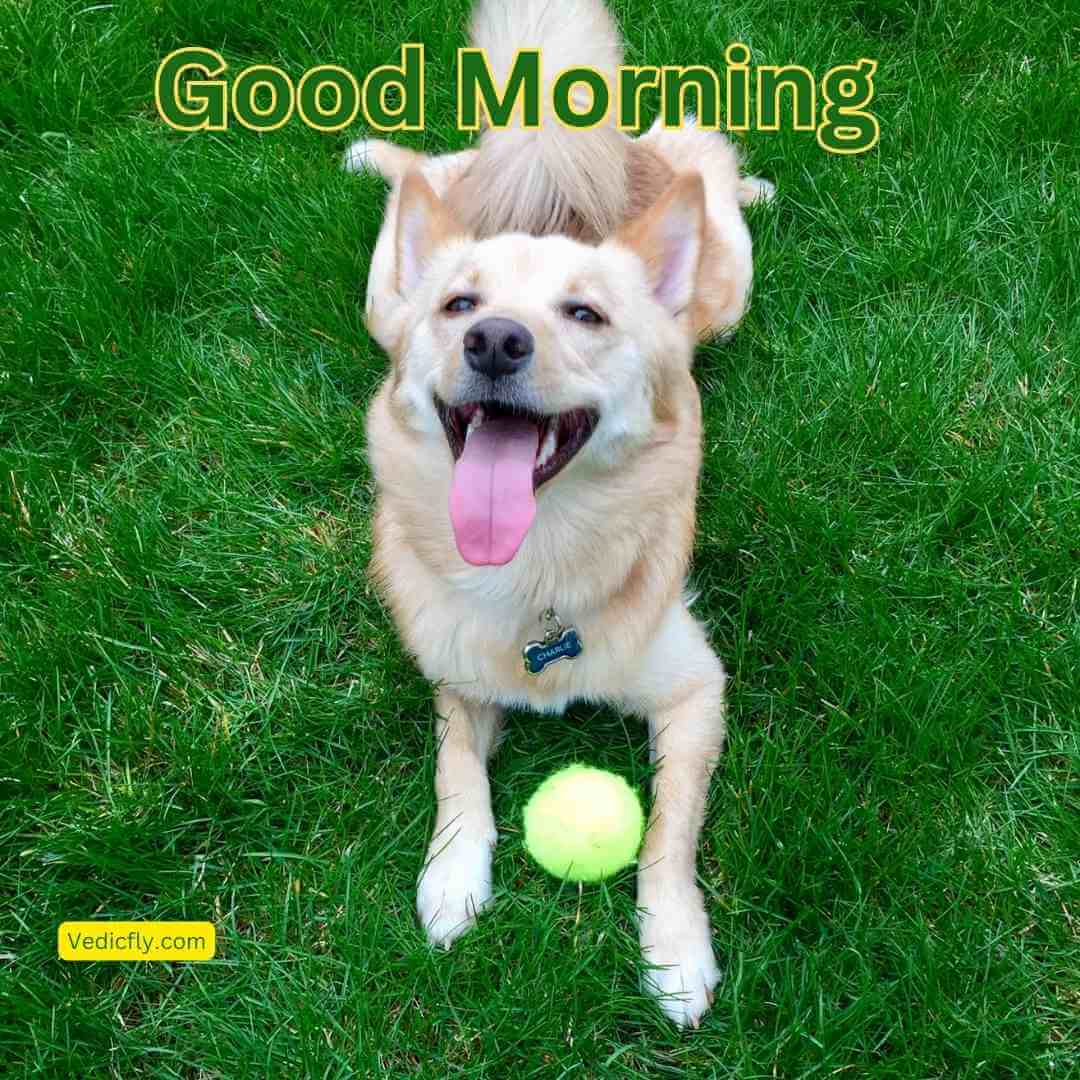 dog ,good morning blessings images 