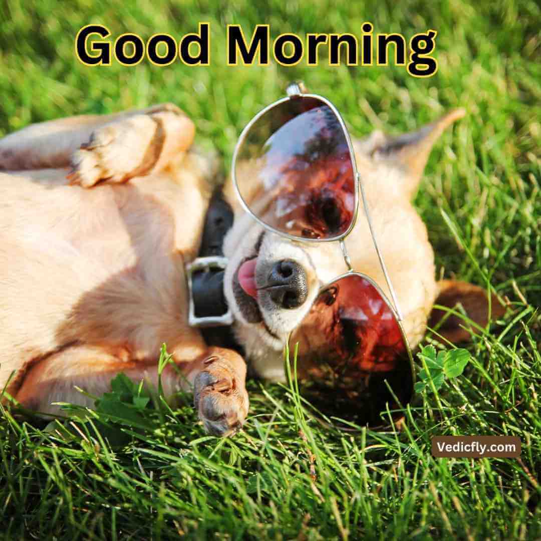 funny dog ,good morning blessings images 