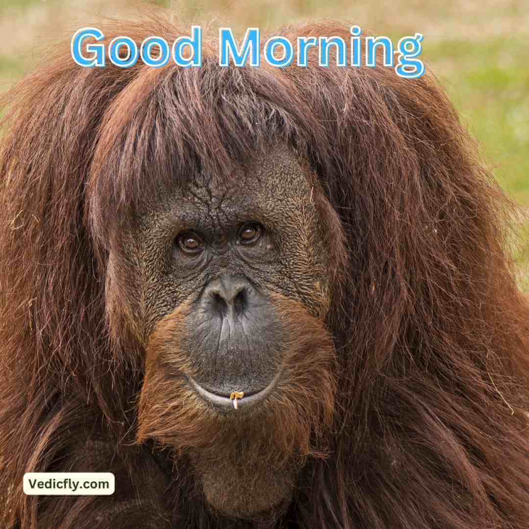 monkeygood morning blessings images 