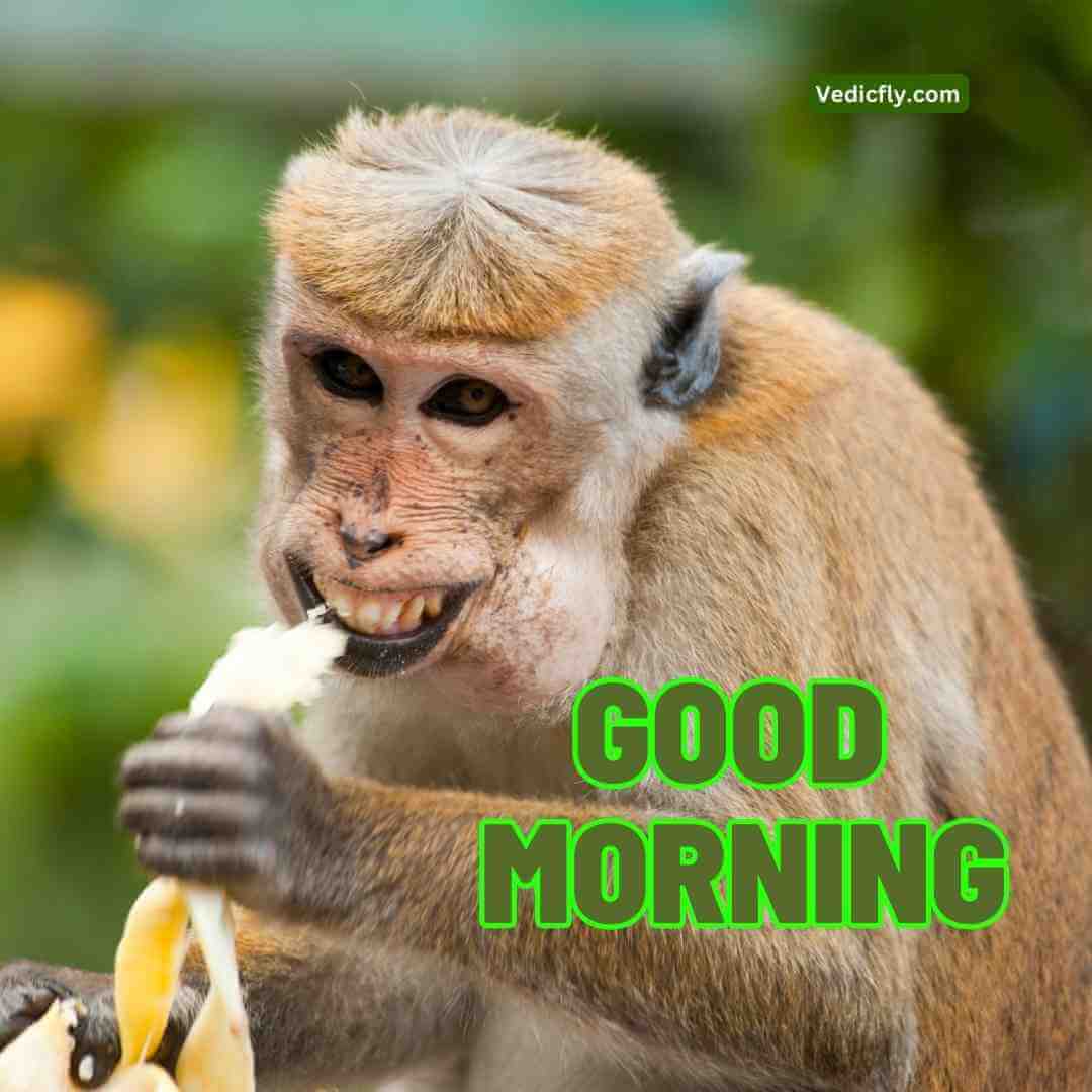 monkey.good morning blessings images 