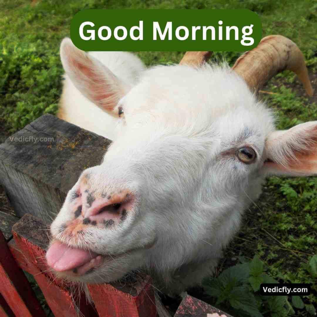 goat smile and funny face.good morning blessings images 
