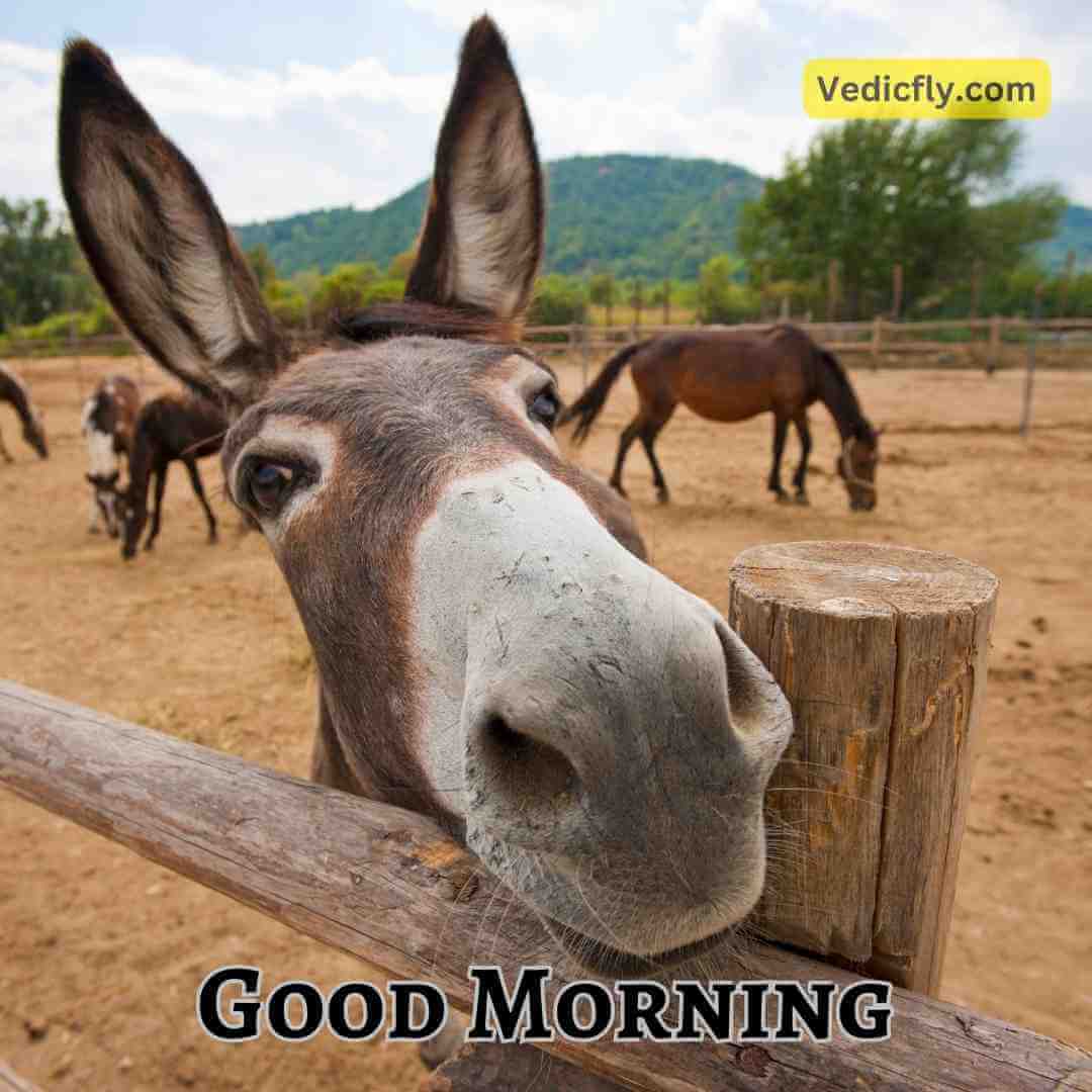 dockey funny face .good morning blessings images 