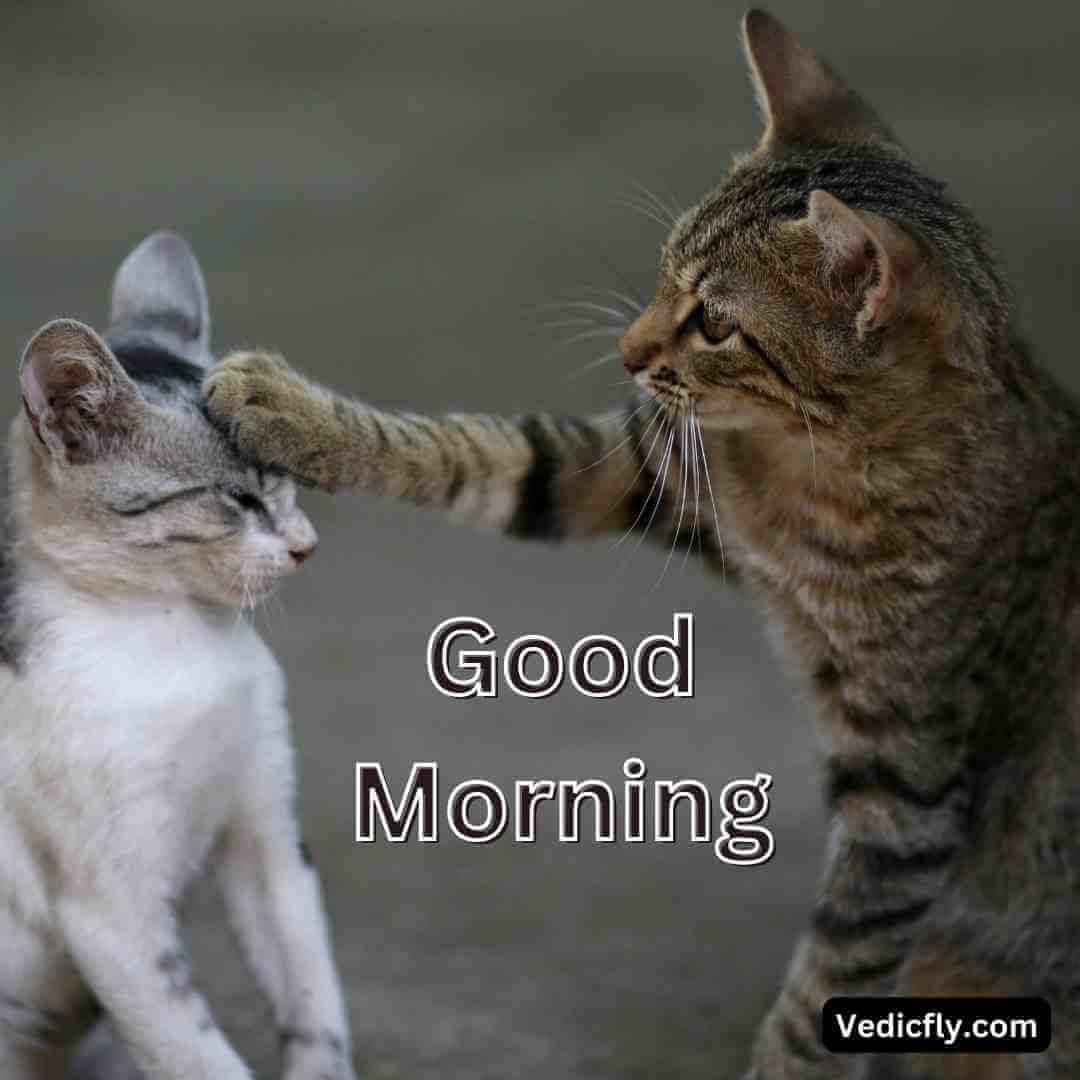 cat emotional imagies .good morning blessings images 