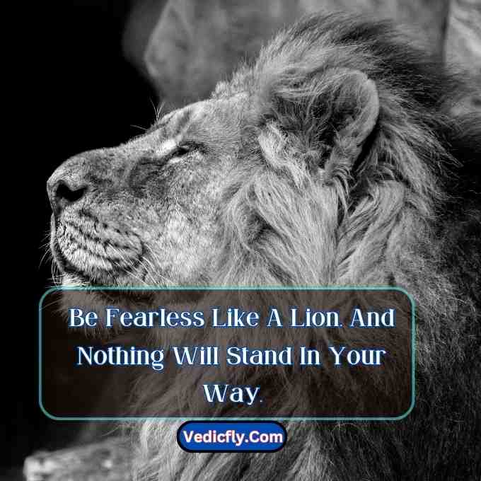 thise iamges are lion looking front and included keyword -Motivational Quotes With Lion