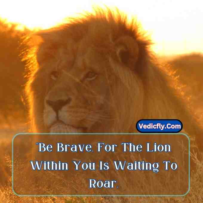 these images are lion looking front side  evening time seat land and included keyword -Motivational Quotes With Lion