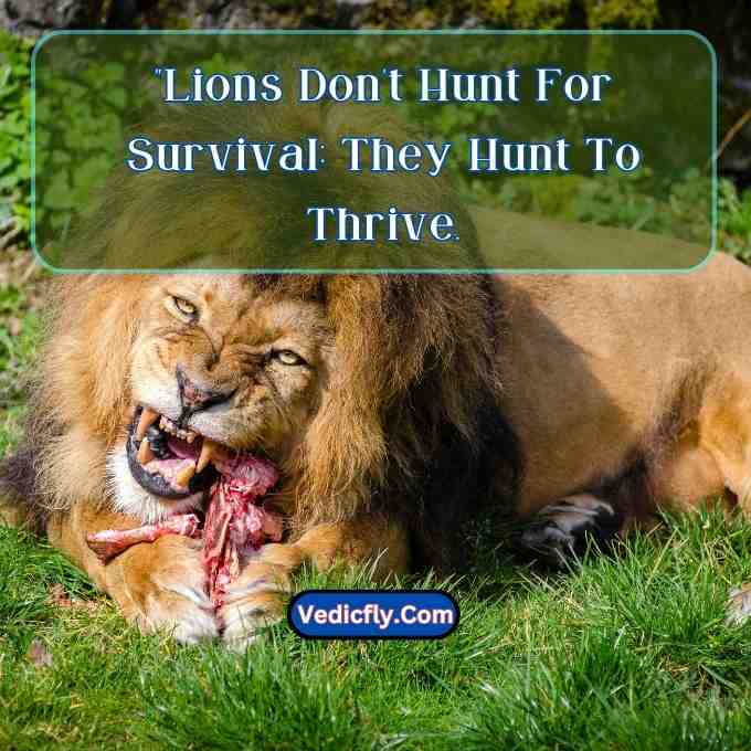 these images are lion eating for meat and hunting done and included the keyword -Motivational Quotes With Lion
