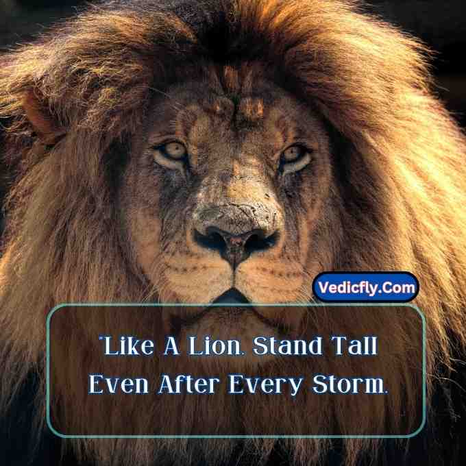 these images are lion-looking front side, big hair very dangerous look   and included the keyword -Motivational Quotes With Lion