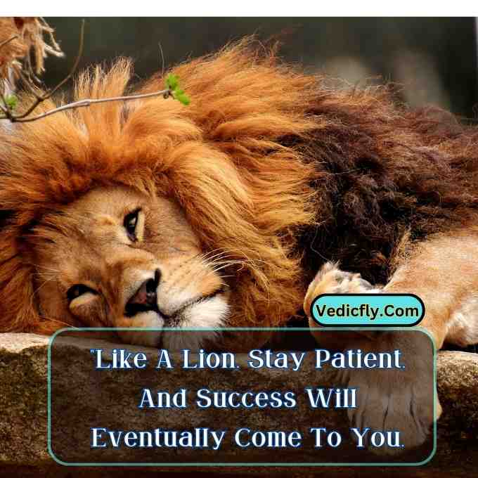 these images are lion looking front side and sleeping movement   and included the keyword -Motivational Quotes With Lion