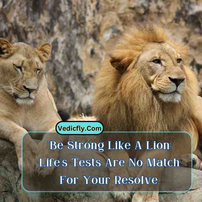 these images are female lion  and male lion looking front side  and included the keyword -Motivational Quotes With Lion