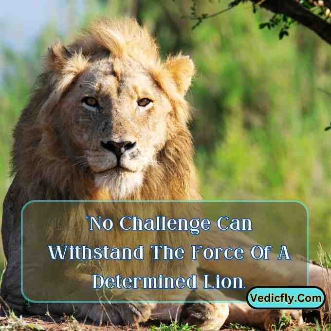 these images are lion looking the front side  and included the keyword -Motivational Quotes With Lion