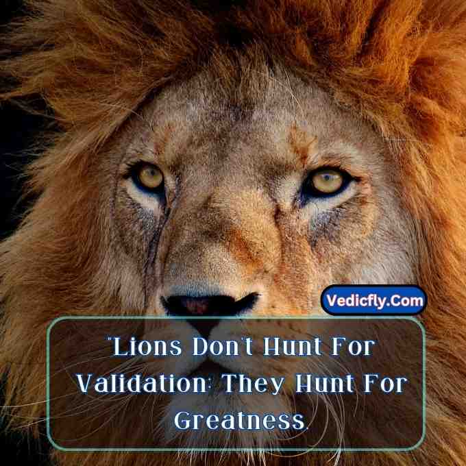 these images are lion looking front and hunting movement   and included keyword -Motivational Quotes With Lion