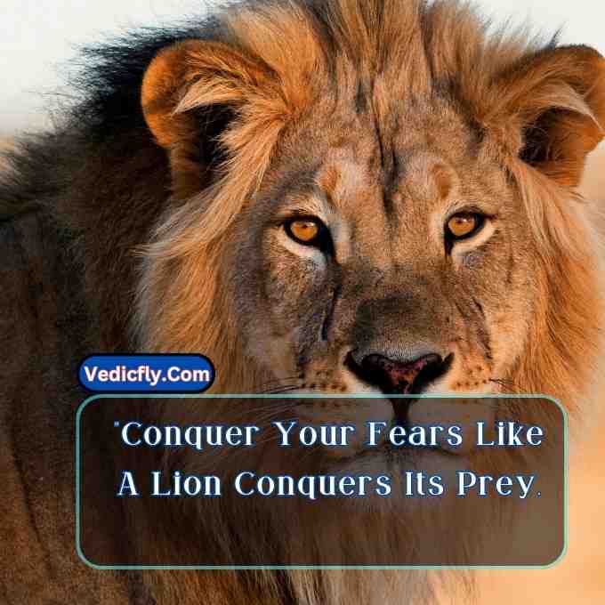 these images are lion looking front side  and hunting movement and included keyword -Motivational Quotes With Lion
