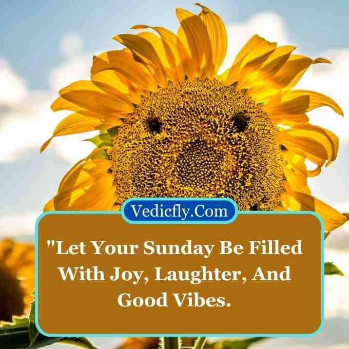 these images are sunflowers at morning time yellow colour and included keyword this images -  Positivity good morning Sunday inspirational quotes 
